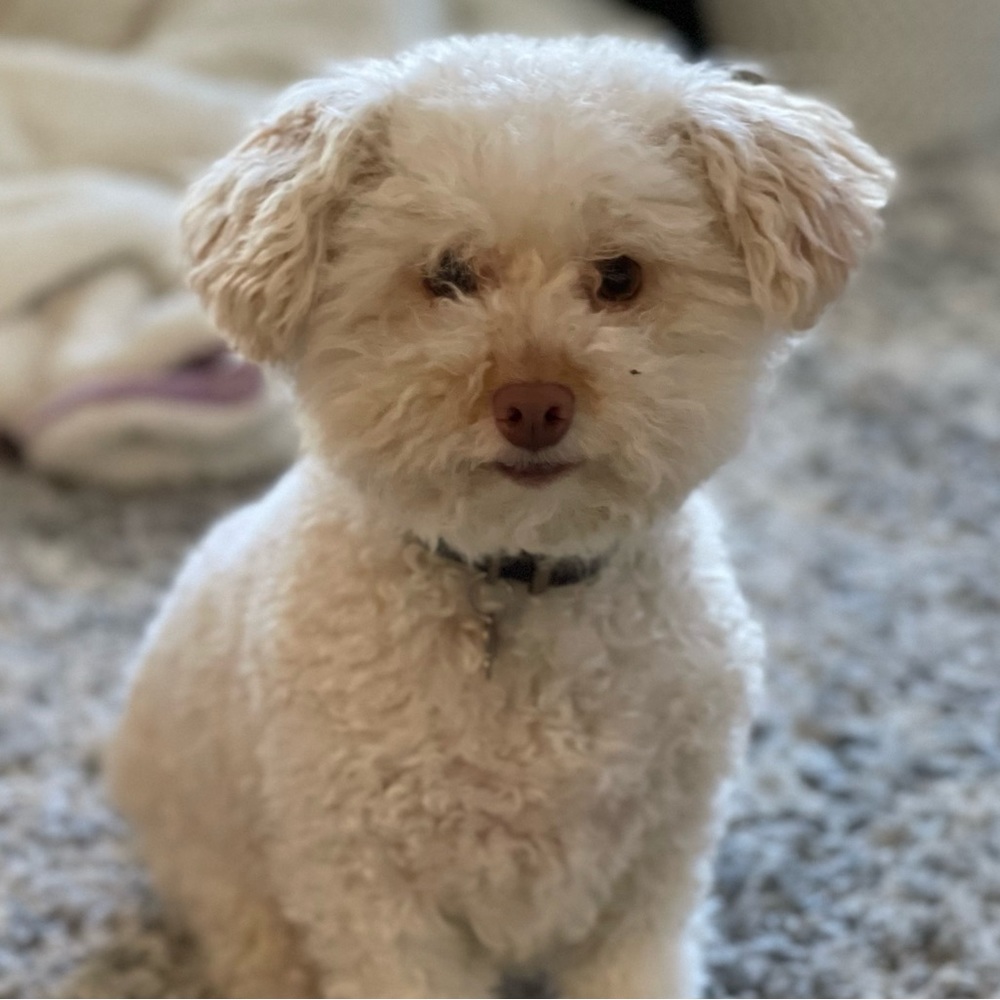 Meet your Posher, Annie